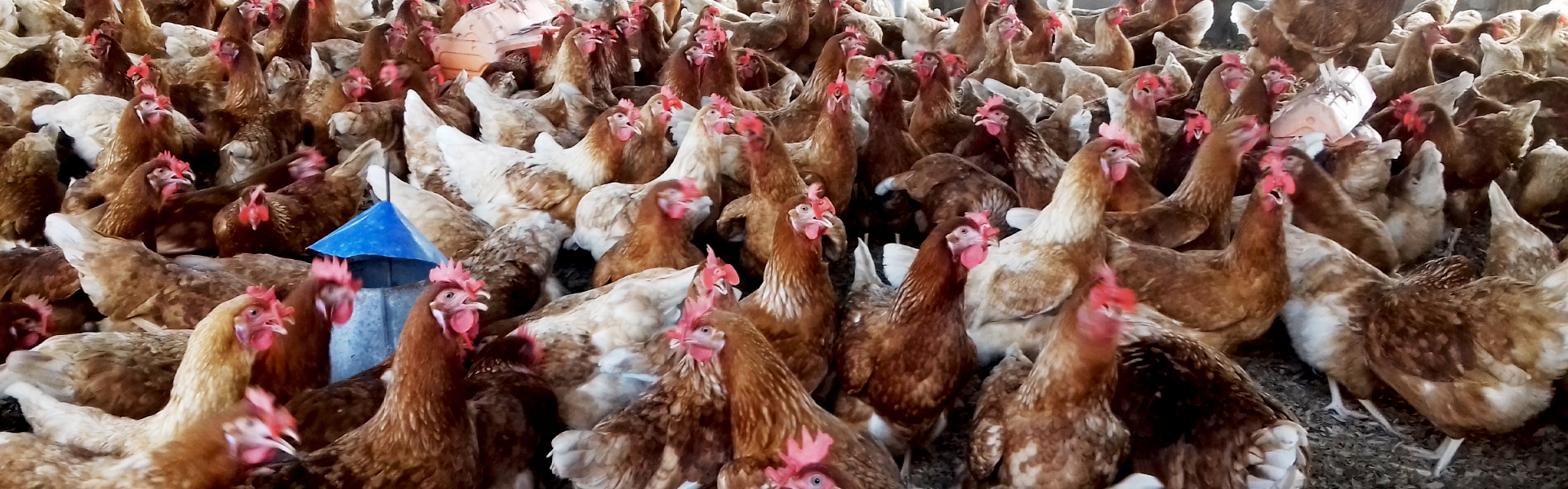 Ferme agro pédagogique MVCP