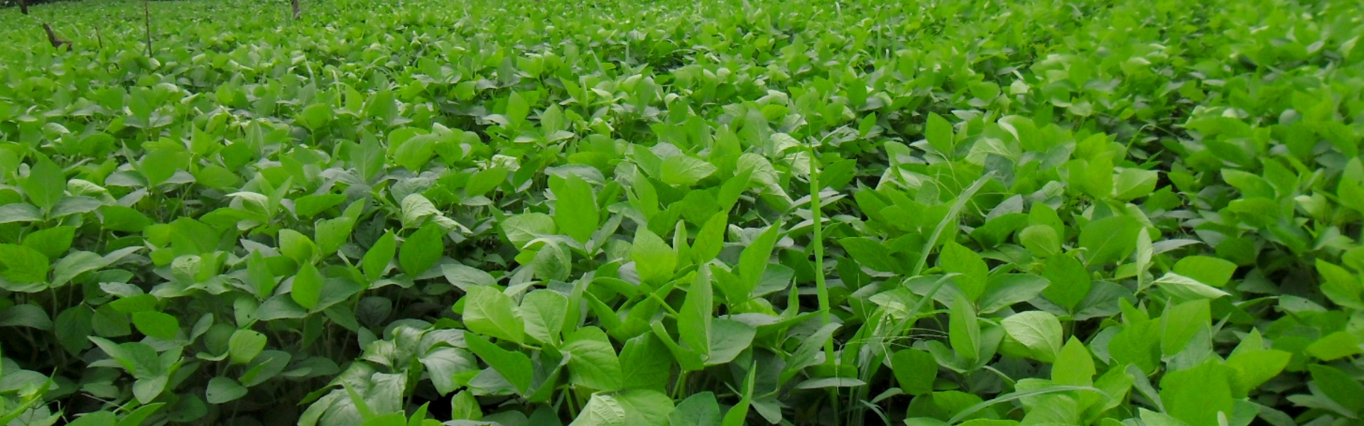 Promotion de l’agriculture biologique (Soja, arachide, sésame)