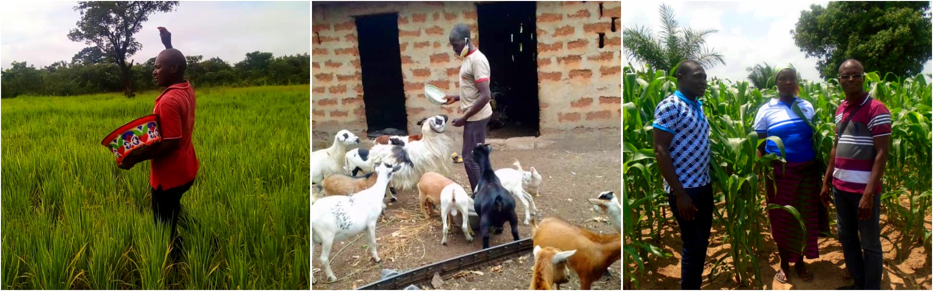 Promotion des Petits Producteurs en Entrepreneurs Agricoles Viables (3PEAV) : 2ème Phase