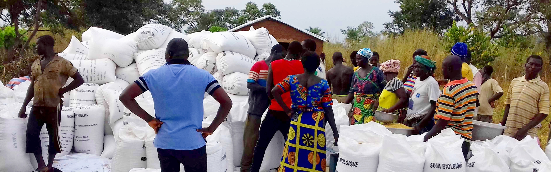 Production et commercialisation du Soja Biologique : 1ère phase