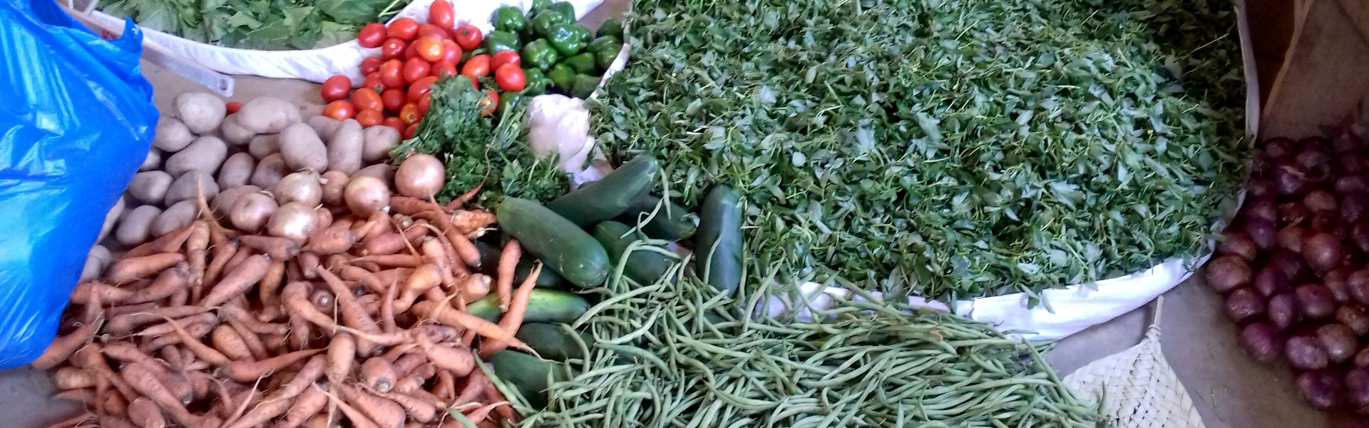 Appui à la production maraîchère écologique en milieu périurbain