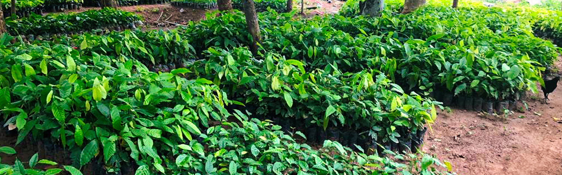 1er juin 2023, Commémoration de la Journée nationale de l’arbre au Togo