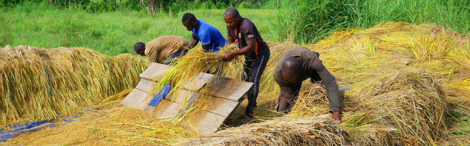 Promotion de l’Entreprenariat Durable pour le Développement des Filières Soja, Riz, Poulet et Cacao (ProEnDur)