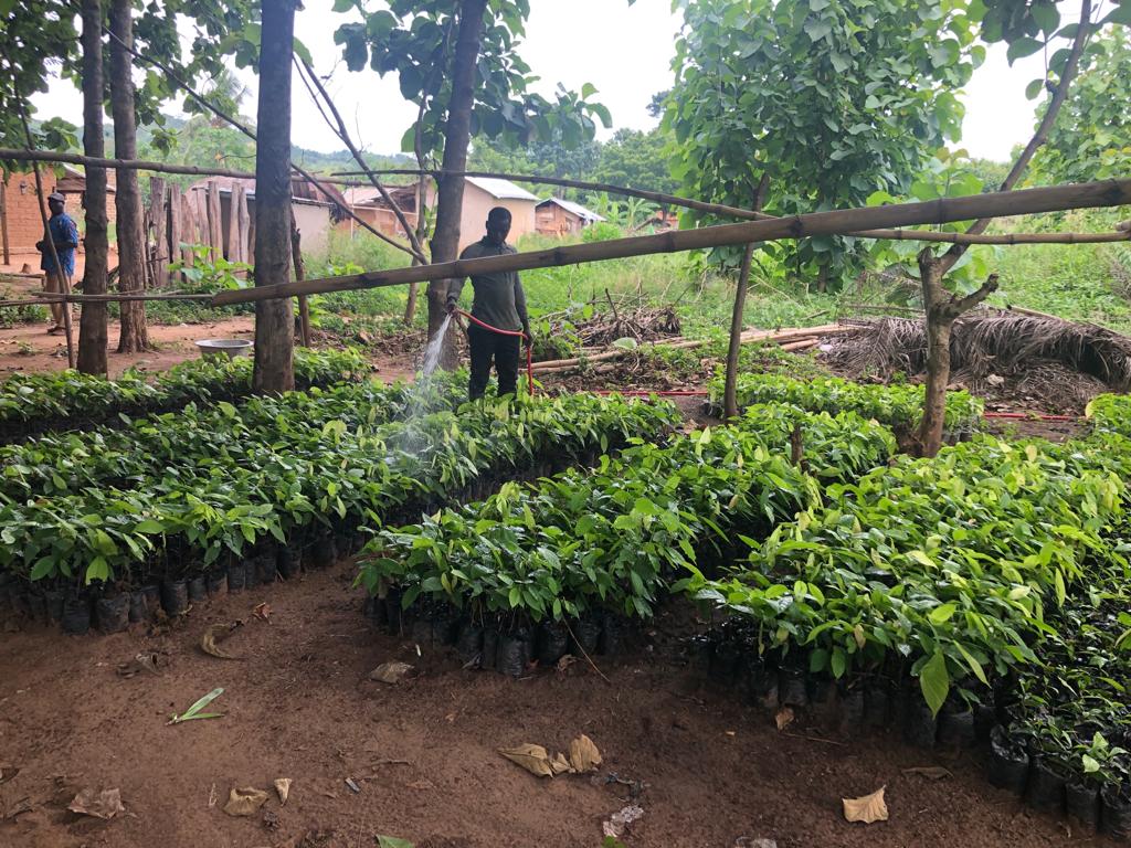 MVCP TOGO Commemoration journee national de l arbre 2023 arrosage de plans