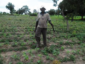 MVCP Campagne de soja biologique soja 2017 suivi